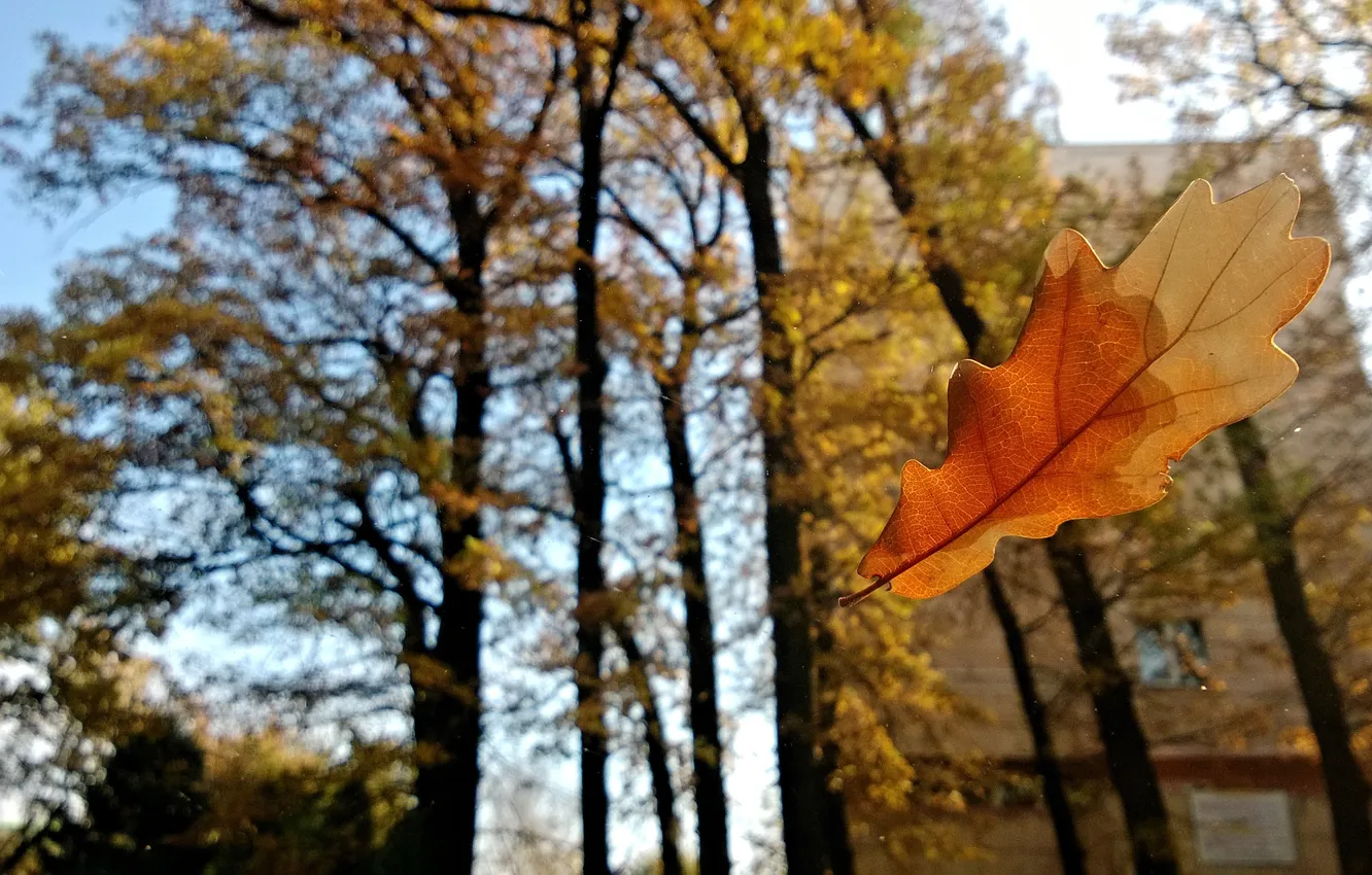 Photo wallpaper autumn, macro, sheet, oak