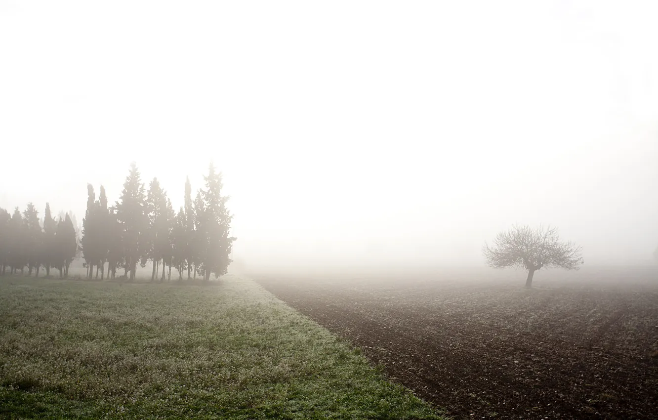 Photo wallpaper field, fog, morning