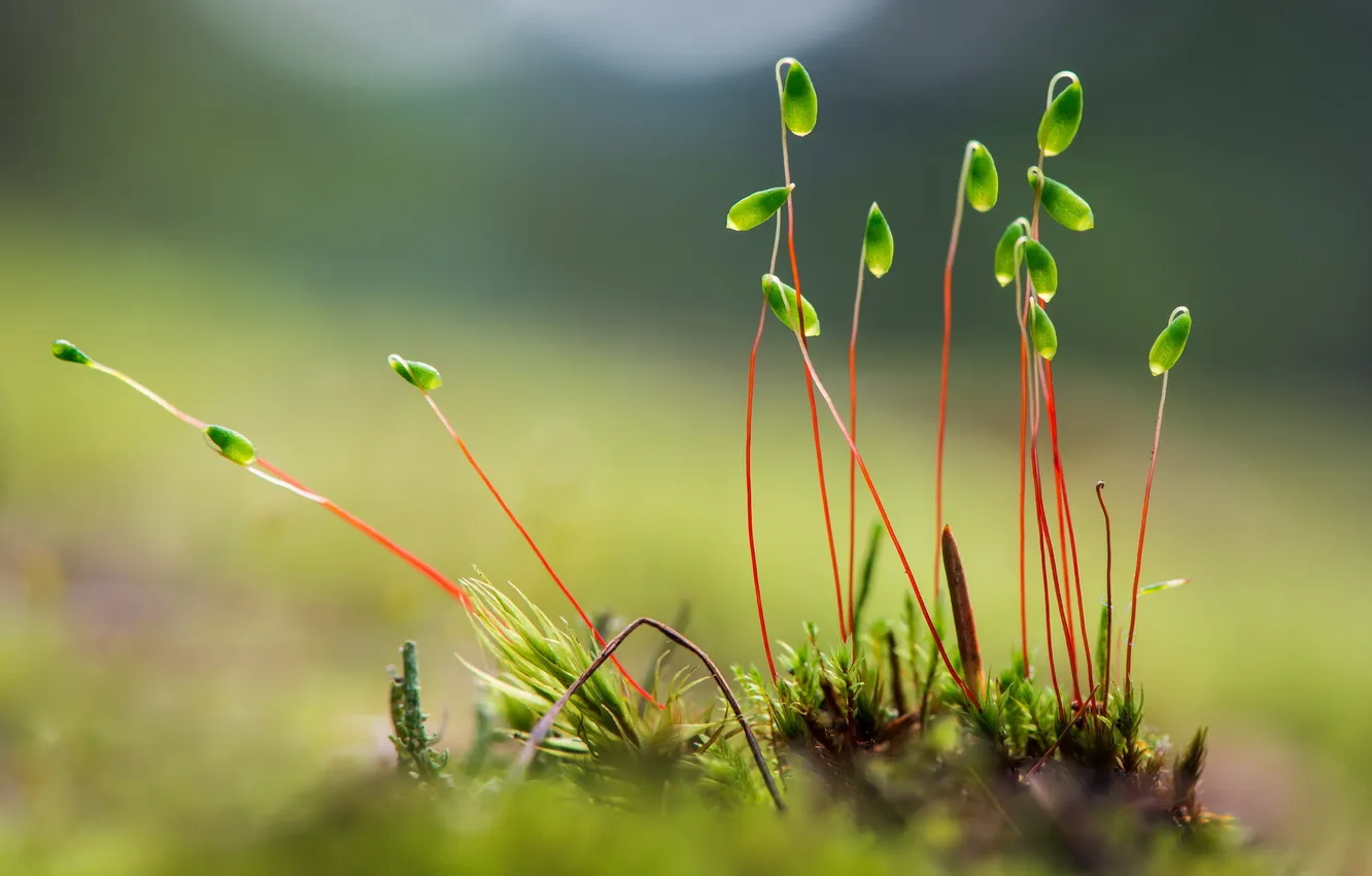 Photo wallpaper grass, macro, nature