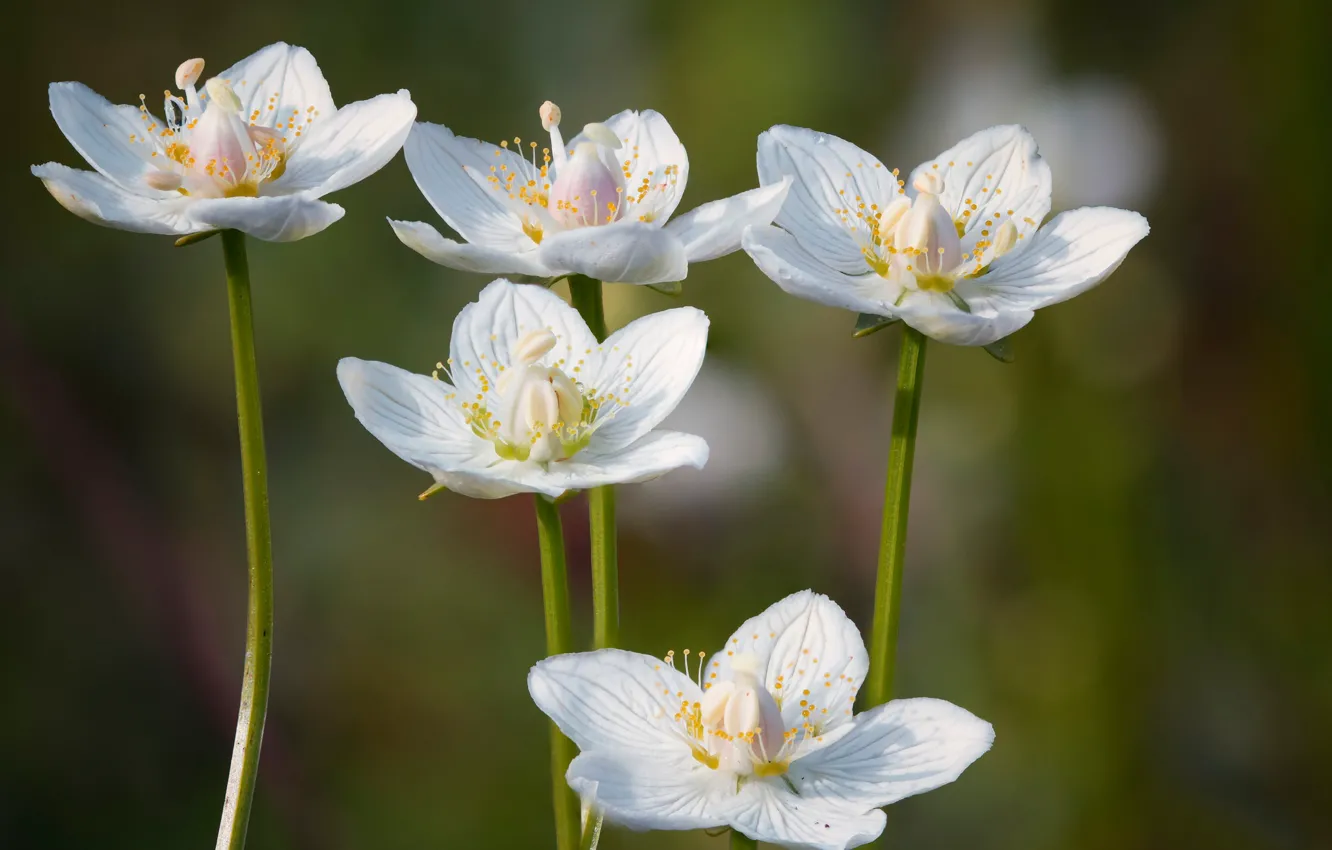 Photo wallpaper background, petals, stem, Belozor