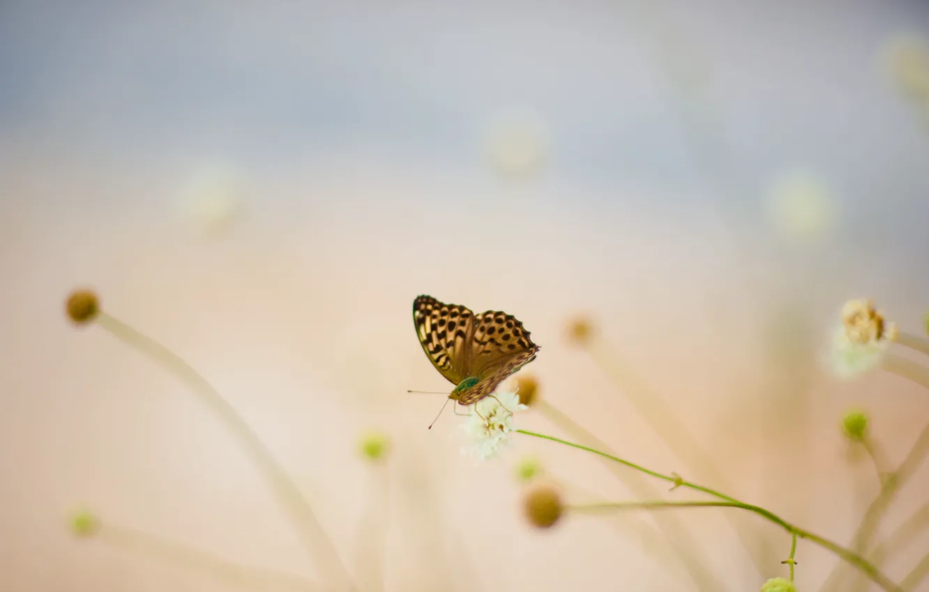Photo wallpaper nature, flowers, scene, Butterfly