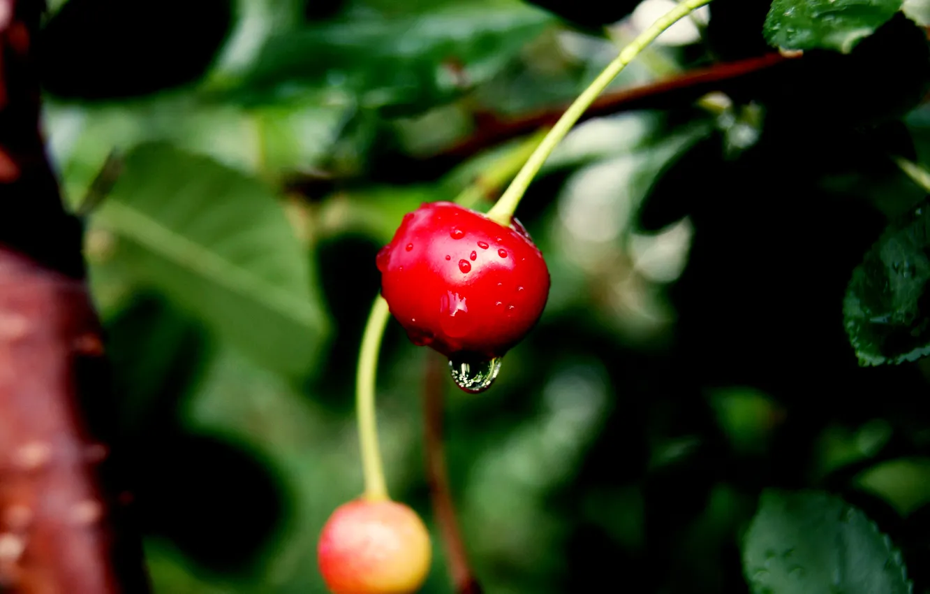 Photo wallpaper drops, cherry, red, water, cherry