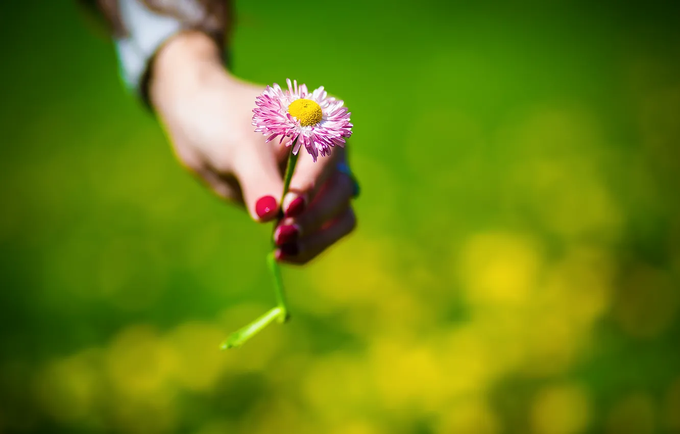 Photo wallpaper greens, flower, grass, girl, in the hand