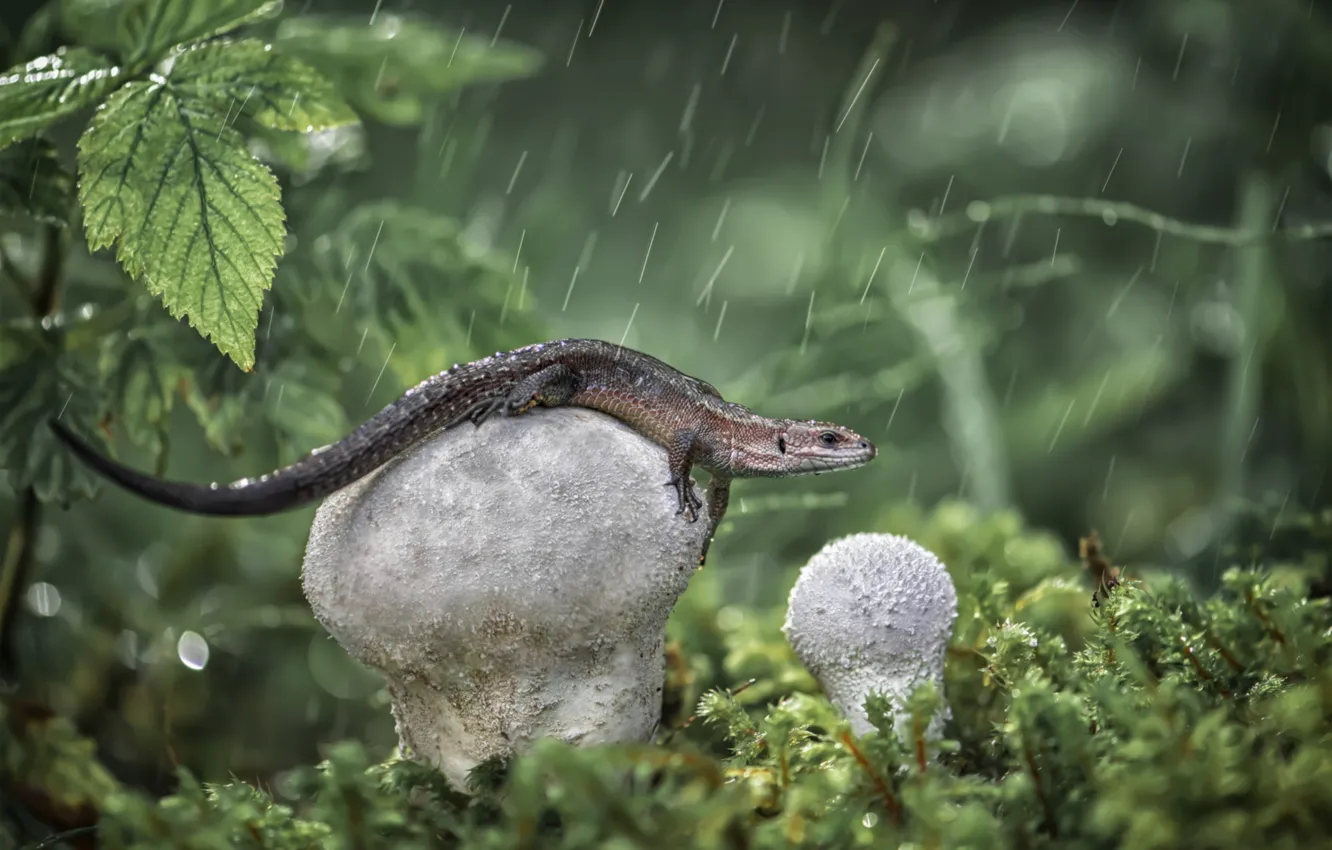 Photo wallpaper rain, mushrooms, lizard, raincoat