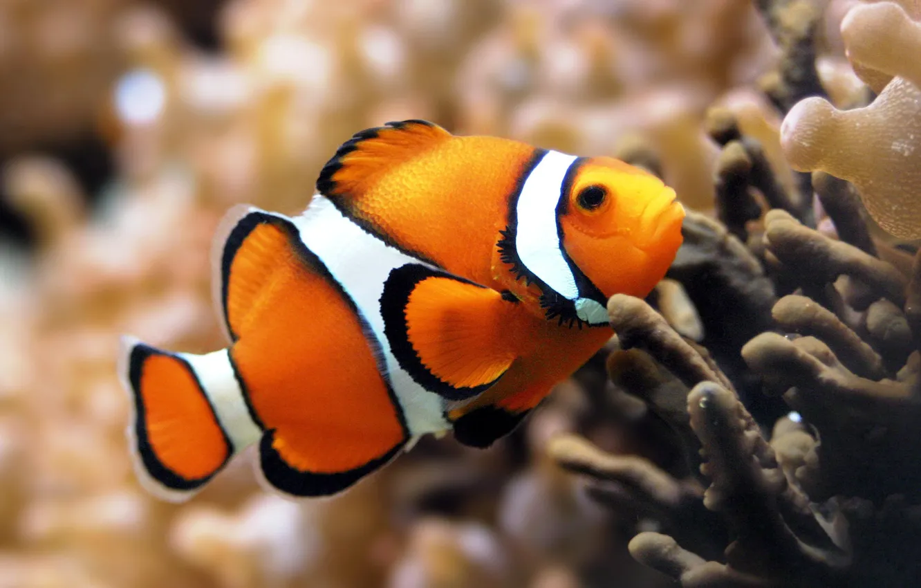 Photo wallpaper beauty, orange, fish, nice