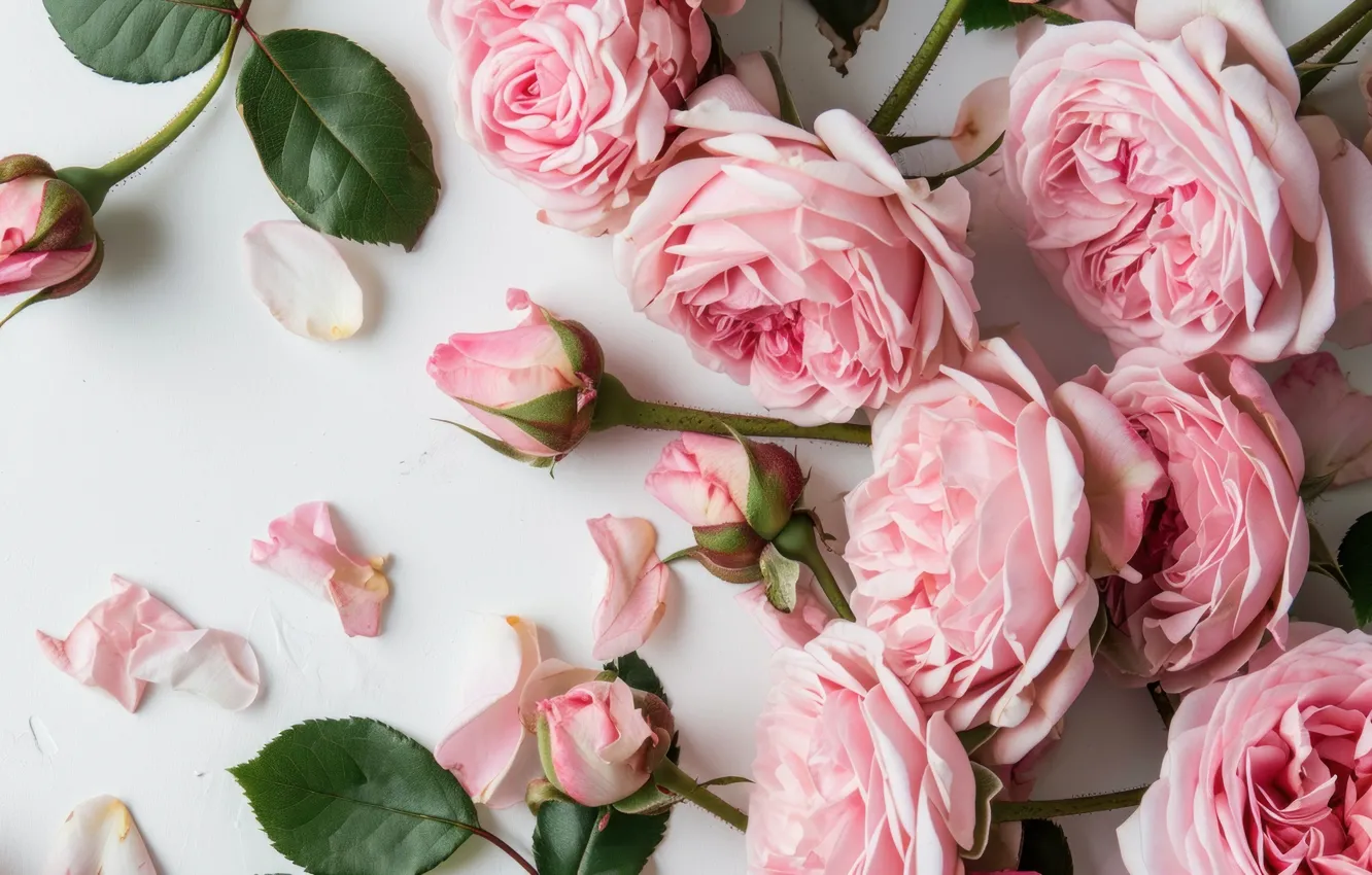 Photo wallpaper flowers, roses, pink, AI art, neural network