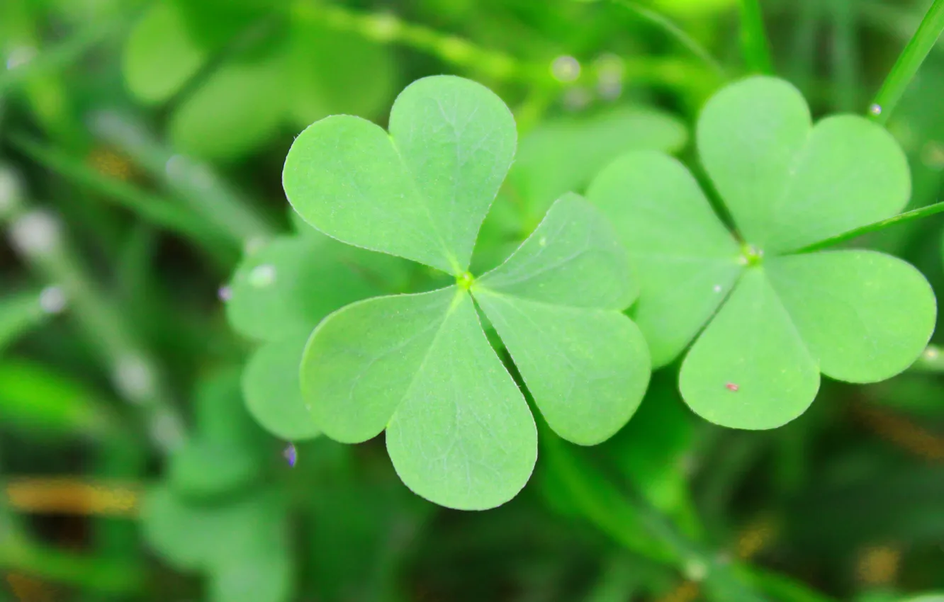 Photo wallpaper grass, clover, Shamrock