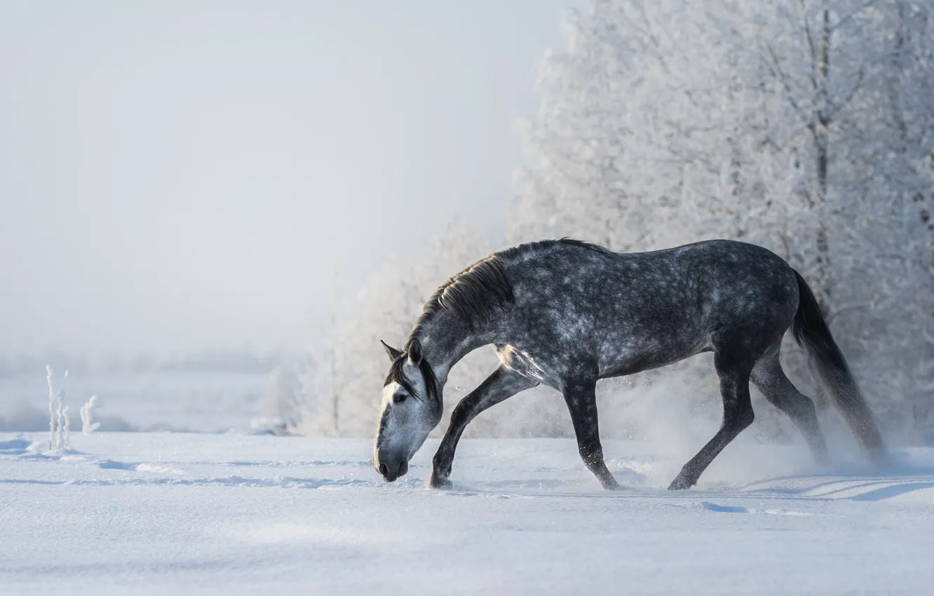 Photo wallpaper winter, frost, field, forest, the sky, snow, traces, nature