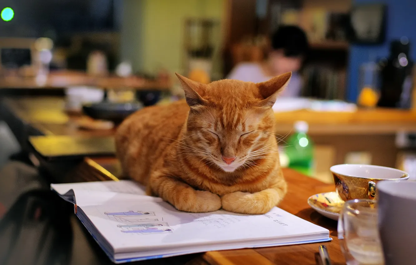 Photo wallpaper cat, cat, sleep, sleeping, red