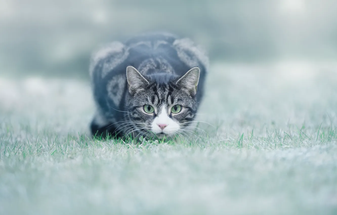 Photo wallpaper grass, eyes, lawn, cat