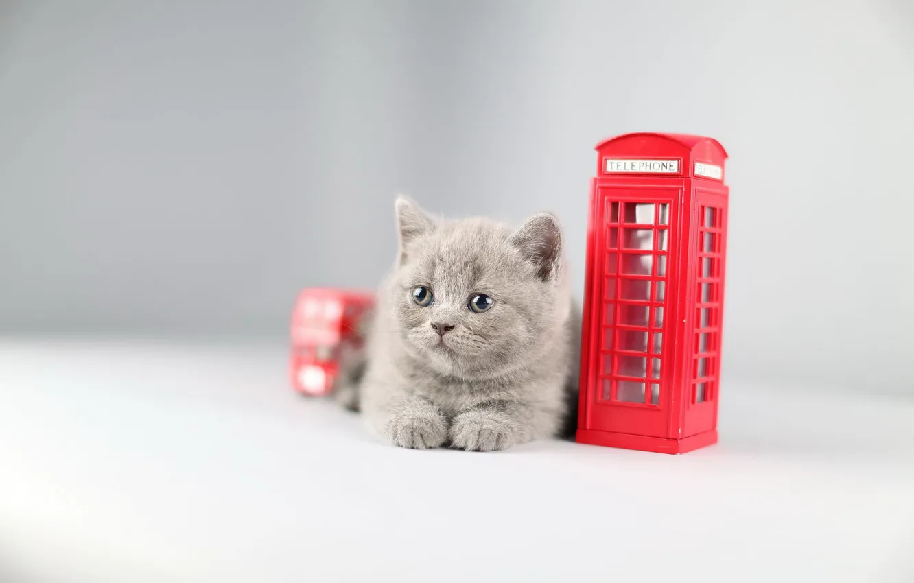 Photo wallpaper cat, toy, kitty, phone booth, British
