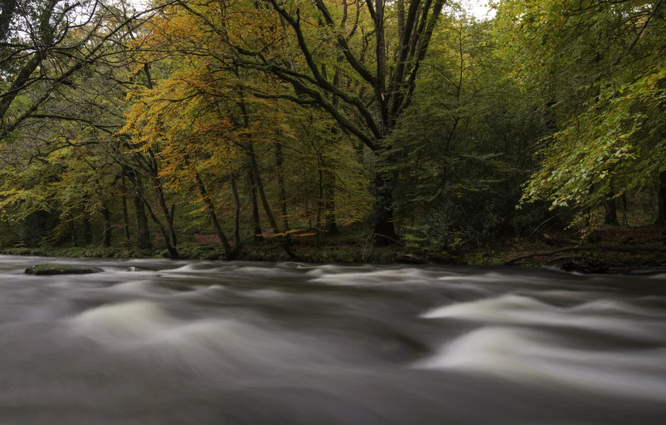 Photo wallpaper autumn, forest, trees, river, stream