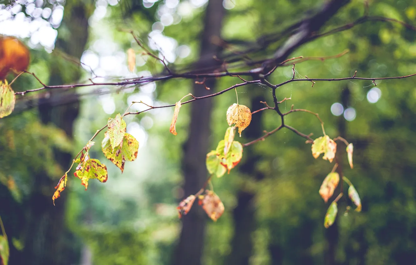 Photo wallpaper autumn, leaves, tree, mood, web, branch, blur, bokeh