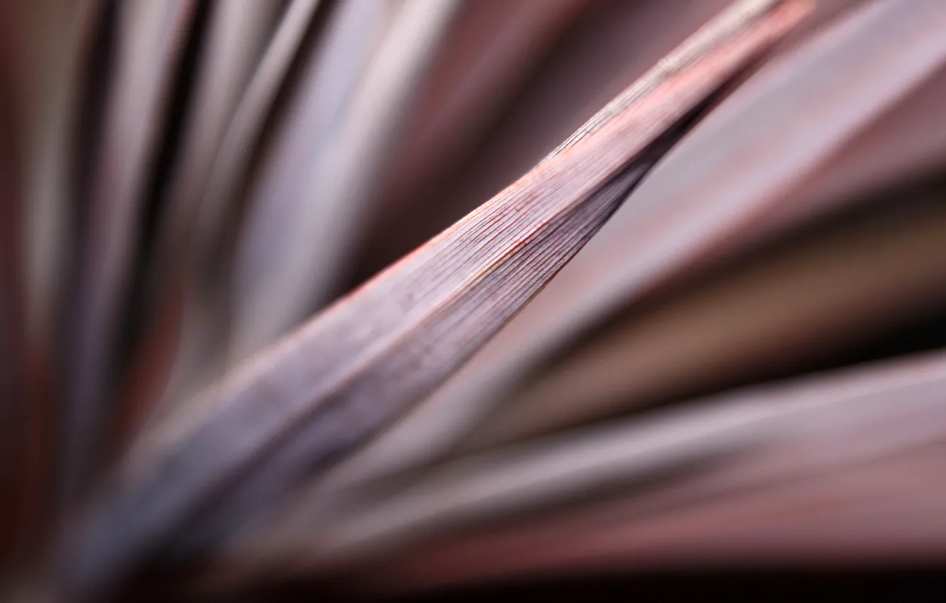 Photo wallpaper macro, photo, leaf, swamp, stem, stems