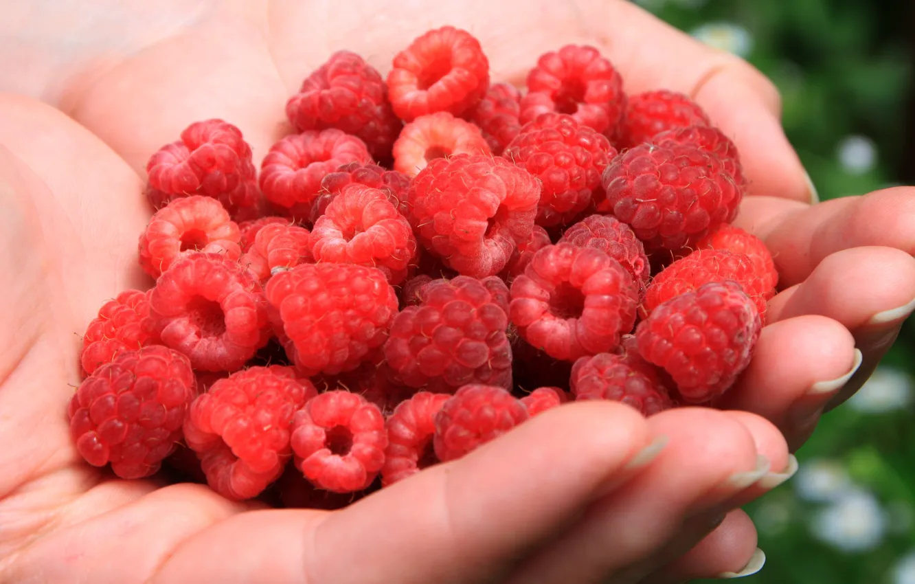 Photo wallpaper summer, macro, red, nature, green, berries, raspberry, background