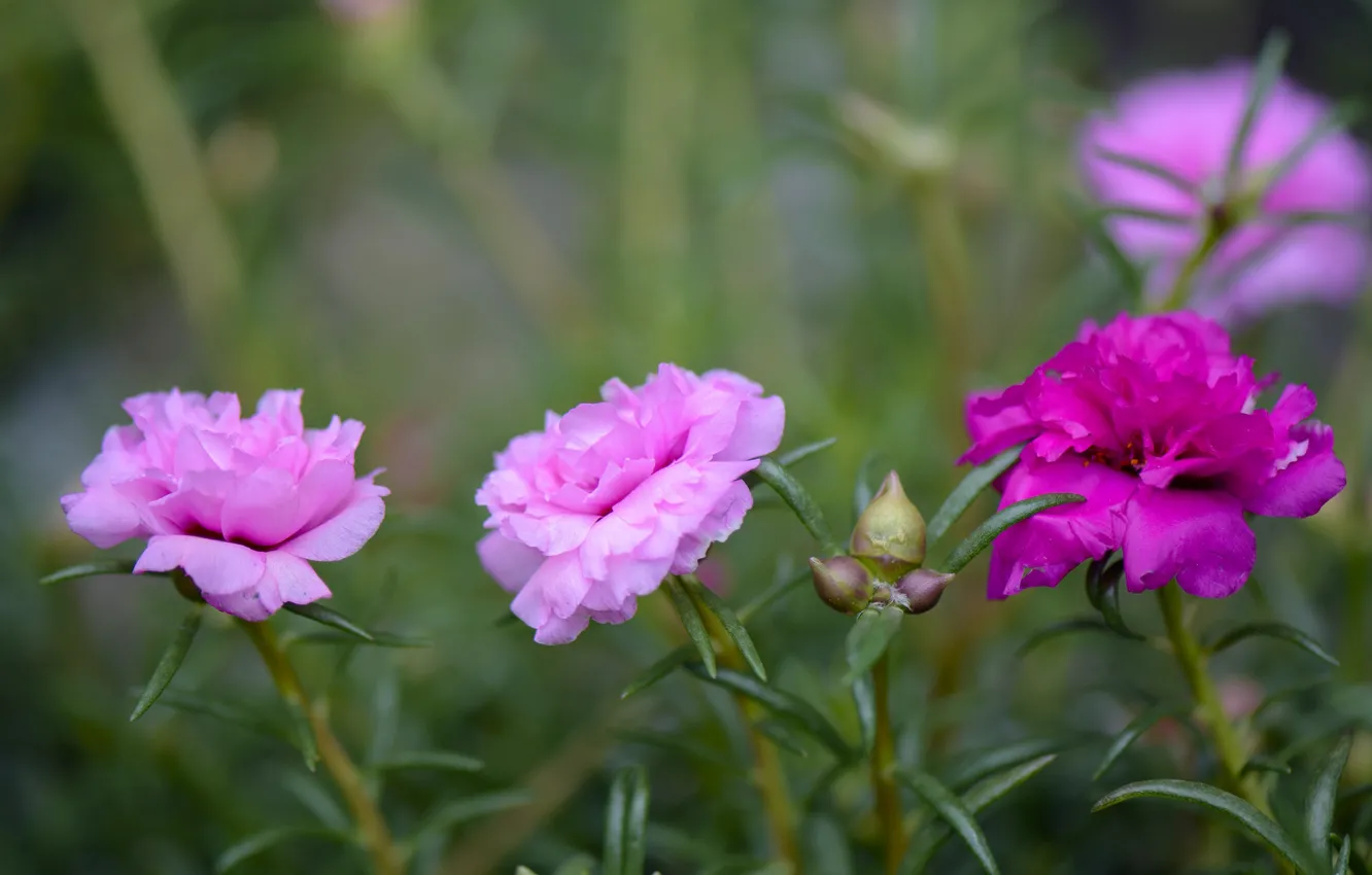 Photo wallpaper petals, Bud, flowering, Purslane