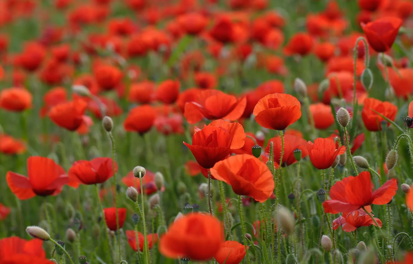 Photo wallpaper field, flowers, red poppies