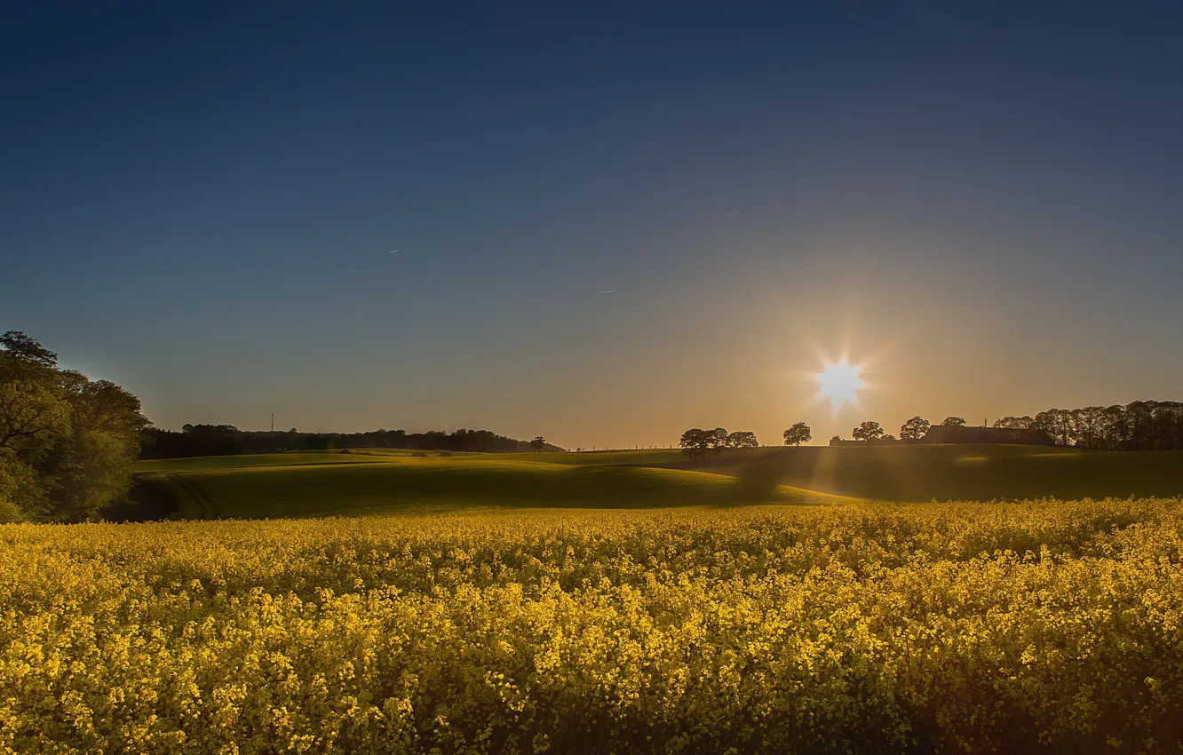 Photo wallpaper field, the sun, sunset, rape