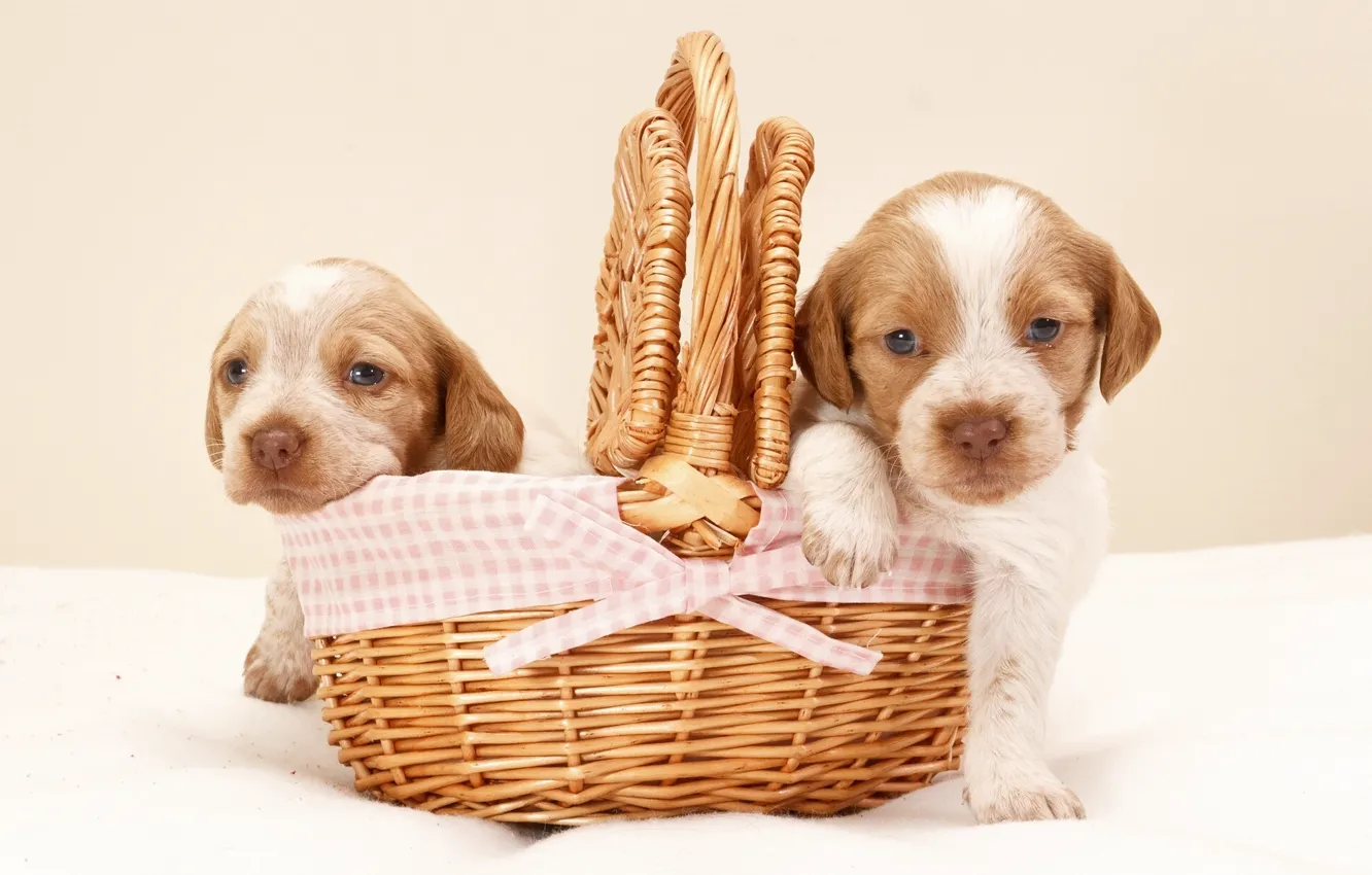 Photo wallpaper basket, baby, puppy