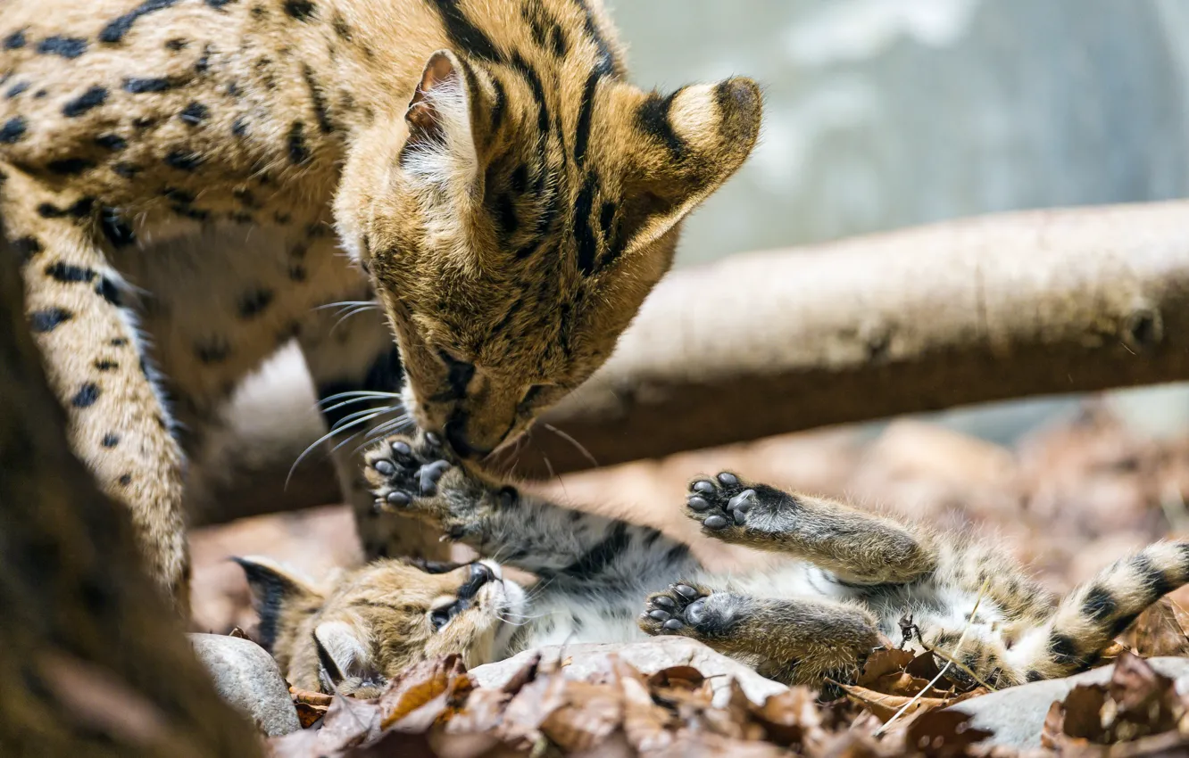 Photo wallpaper cats, the game, paws, cub, kitty, Serval, ©Tambako The Jaguar