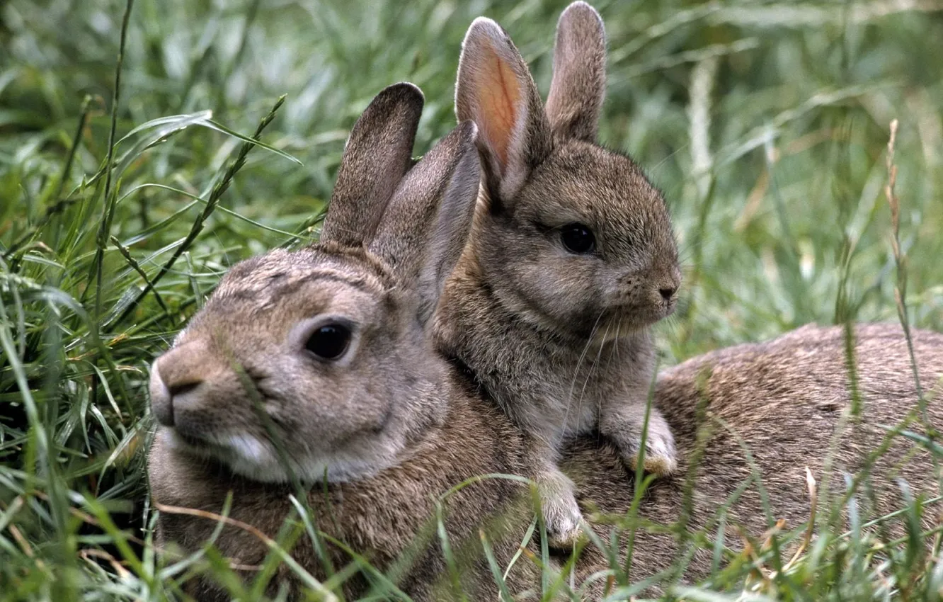 Photo wallpaper grass, rabbits, rabbit, rabbit