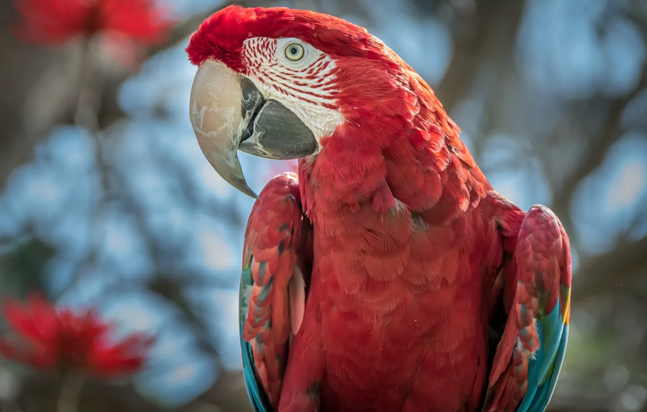 Photo wallpaper bird, parrot, Green-winged macaw
