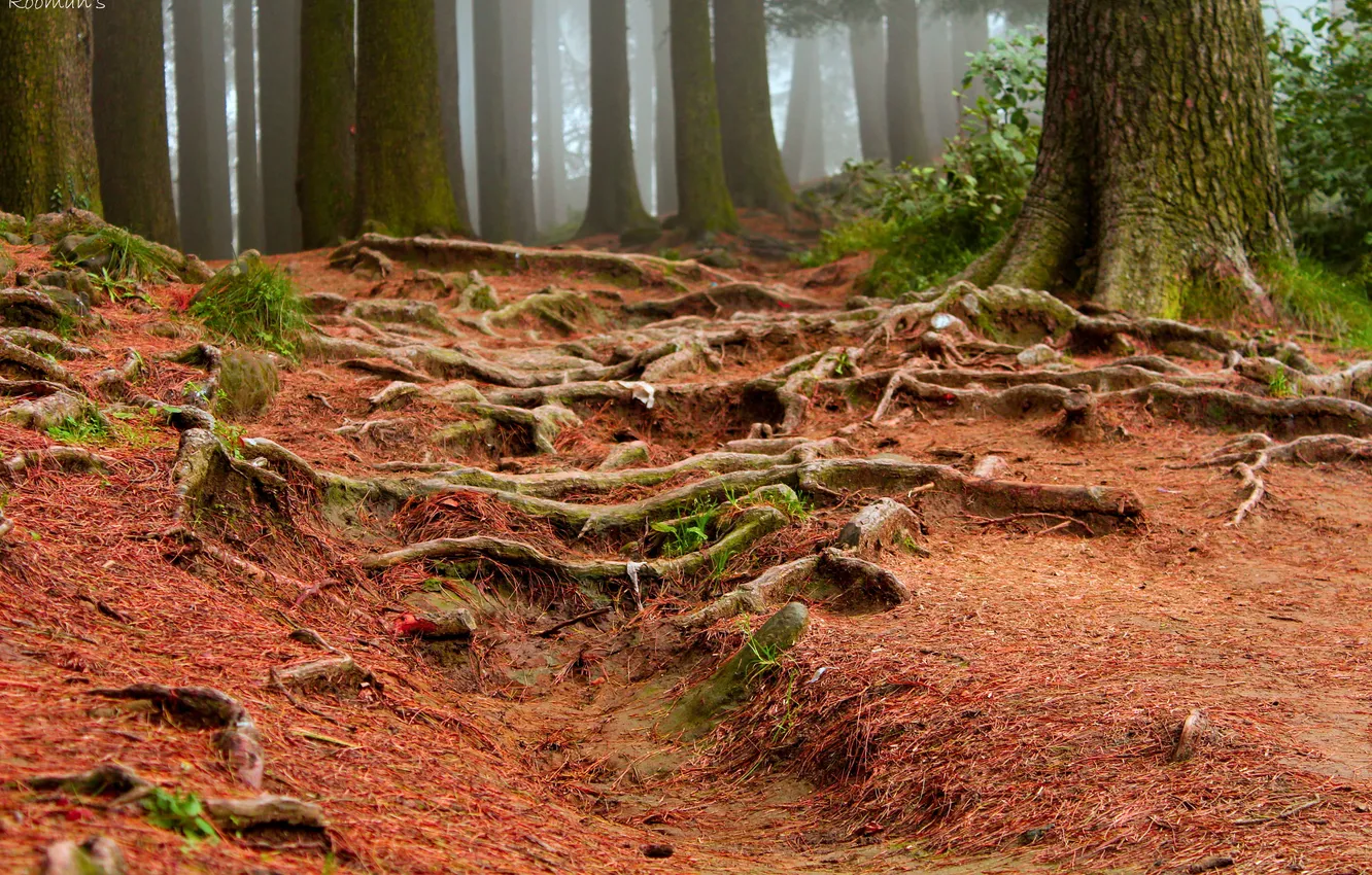 Photo wallpaper forest, trees, nature, beauty, natural