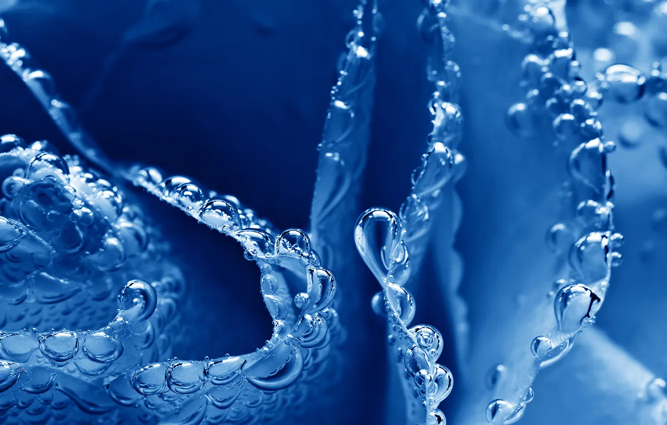 Photo wallpaper water, drops, macro, Rosa, petals