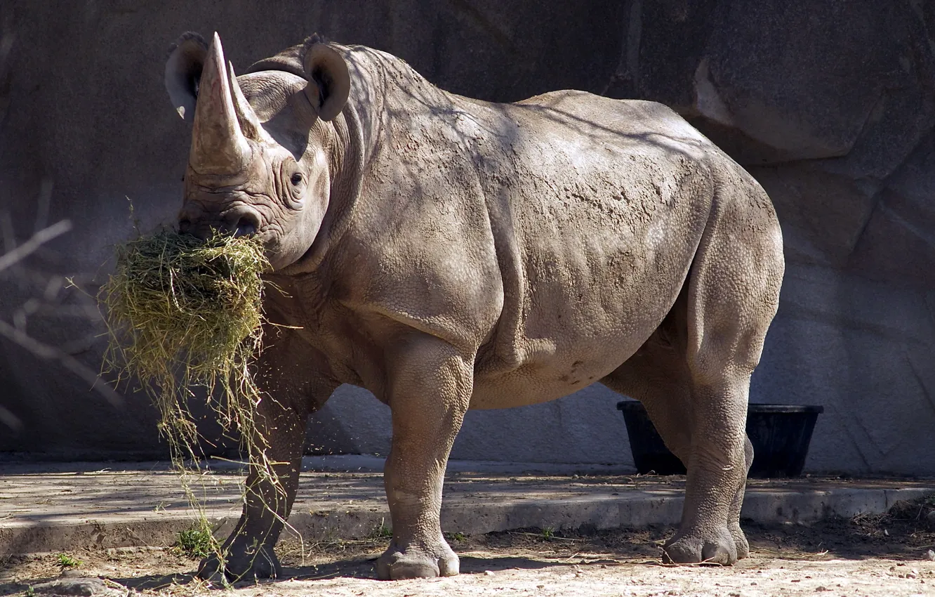 Photo wallpaper hay, Rhino, zoo