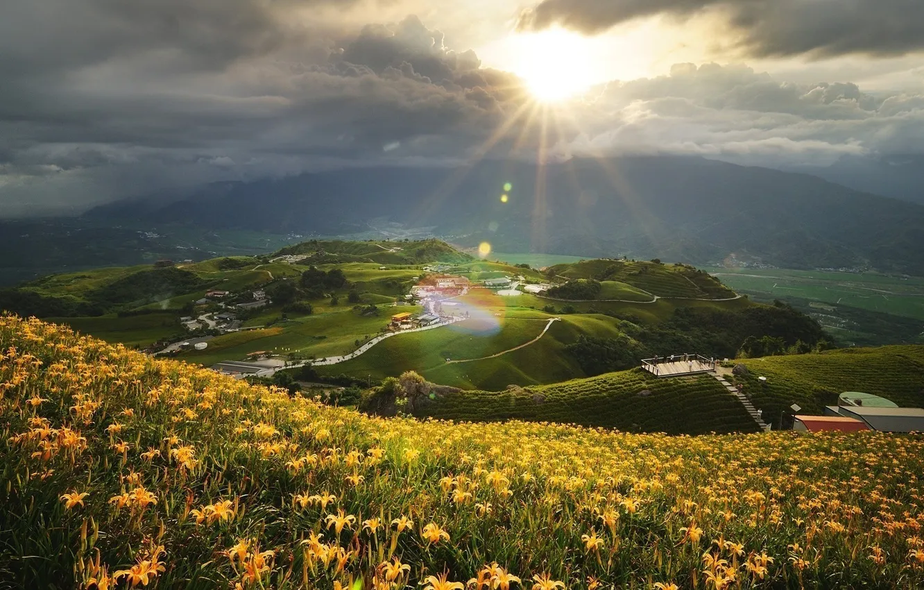 Photo wallpaper field, flowers, Playground, the village