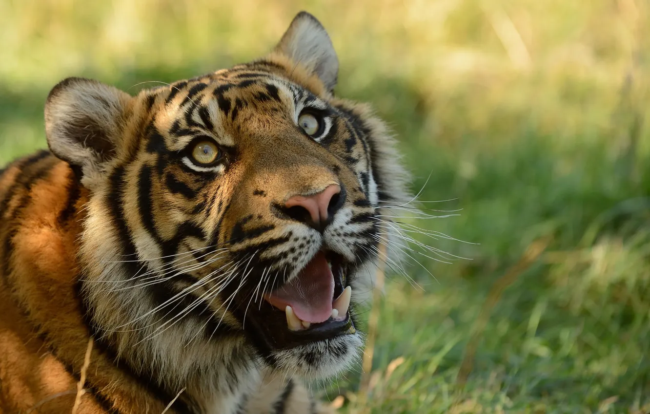 Photo wallpaper cat, look, face, tiger, fangs