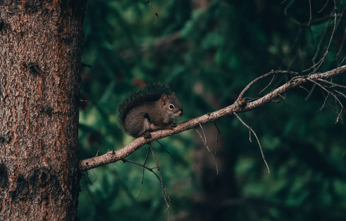 Photo wallpaper forest, nature, branch, protein