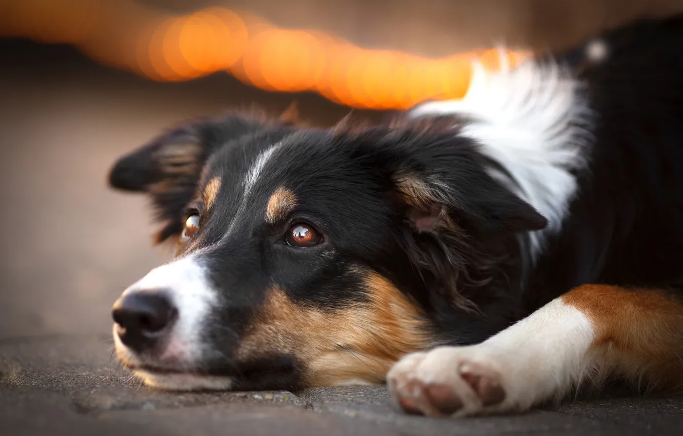 Photo wallpaper eyes, dog, sad, brooding, Evgenia Kostuseva
