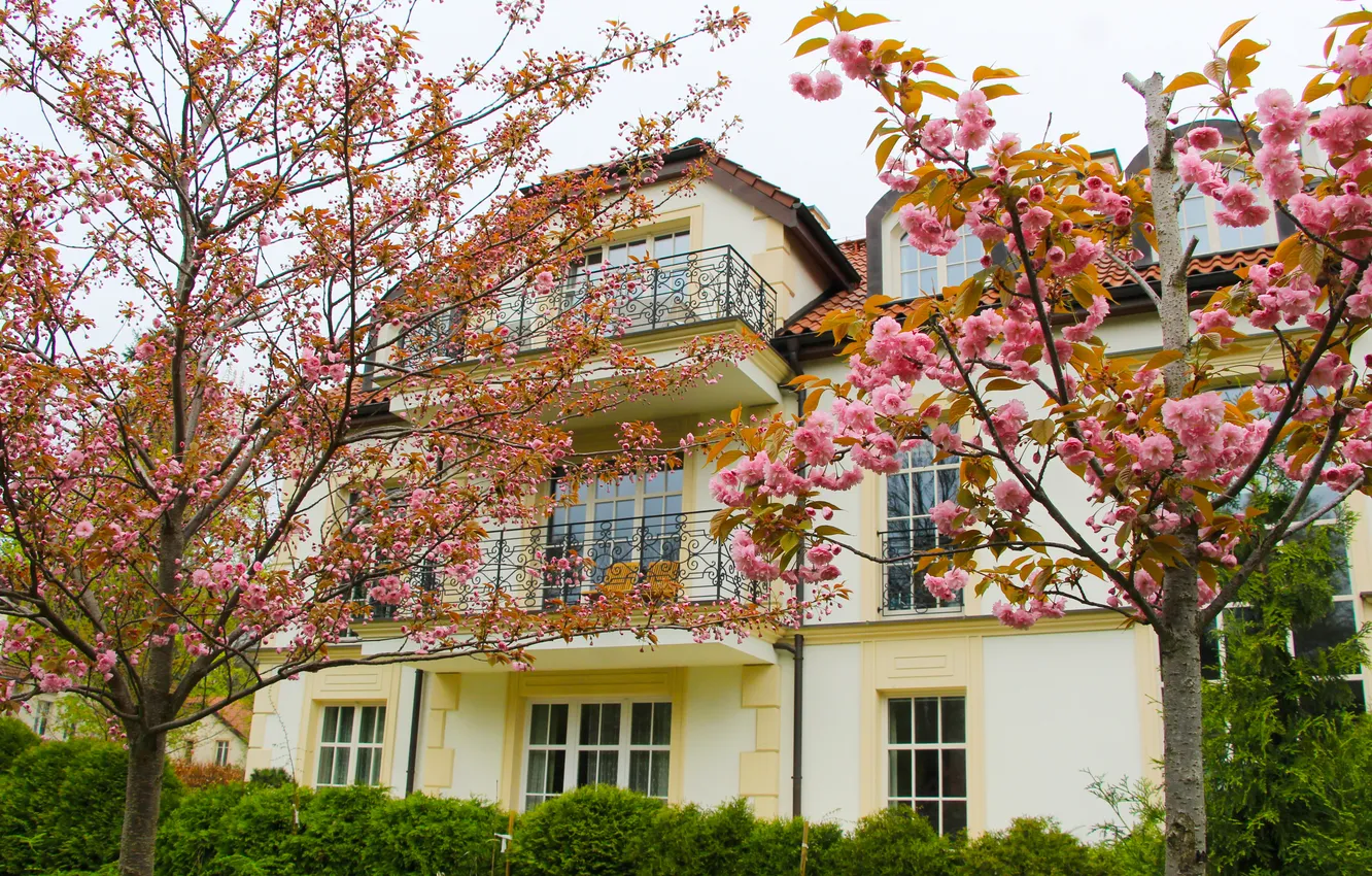 Photo wallpaper house, tree, spring, blooming, Japanese cherry
