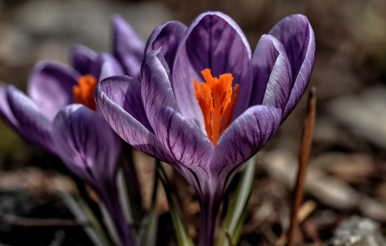 Photo wallpaper macro, flowers, nature, glade, spring, crocuses, primrose, lilac