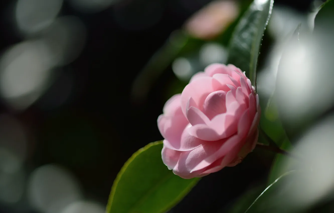 Photo wallpaper flower, macro, glare, pink, tenderness, focus, petals, Camellia