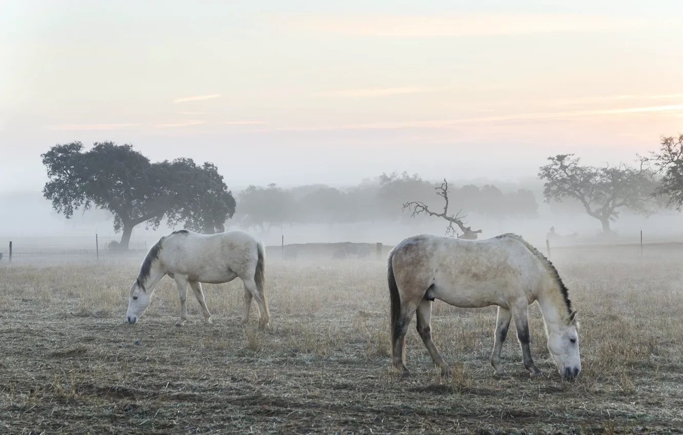 Photo wallpaper fog, horse, morning