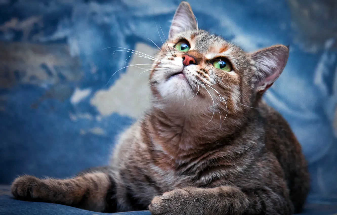 Photo wallpaper cat, cat, look, background, blue, divorce, muzzle, lies