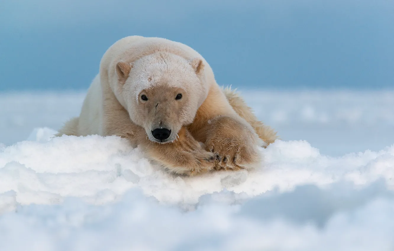 Photo wallpaper look, face, snow, polar bear, polar bear, Arctic, Chukotka, Maxim Deminov