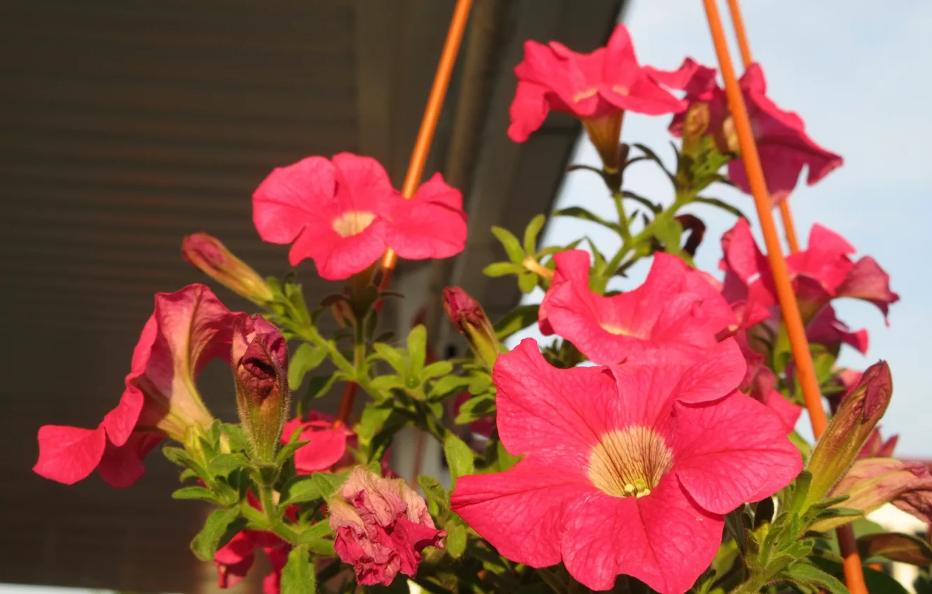 Photo wallpaper flowers, pink, Petunia, Mamala ©, Summer 2018