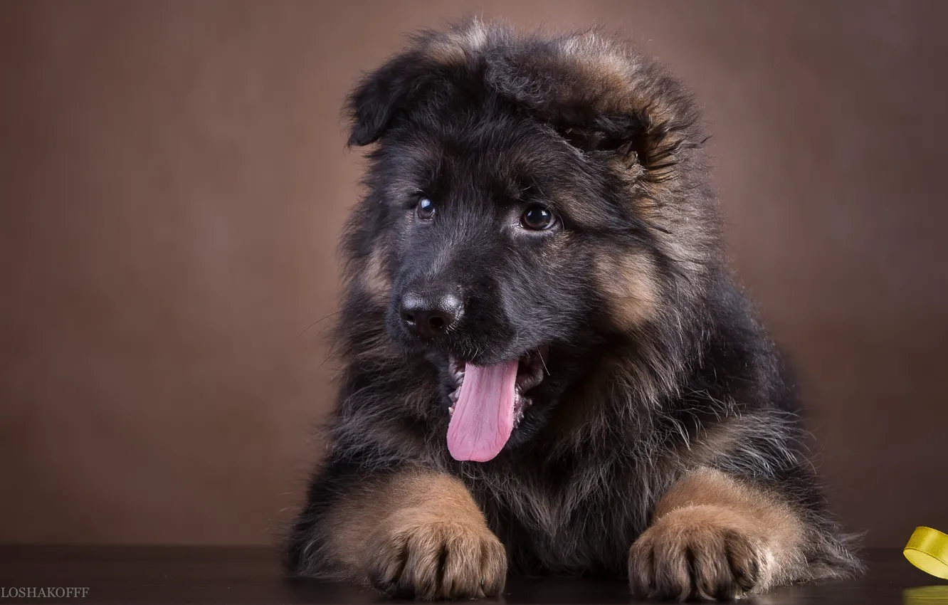 Photo wallpaper language, puppy, breed, German shepherd