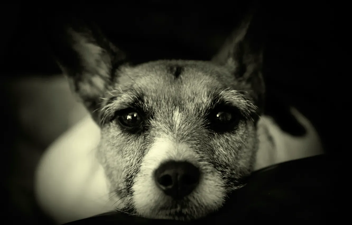 Photo wallpaper look, each, dog, nose