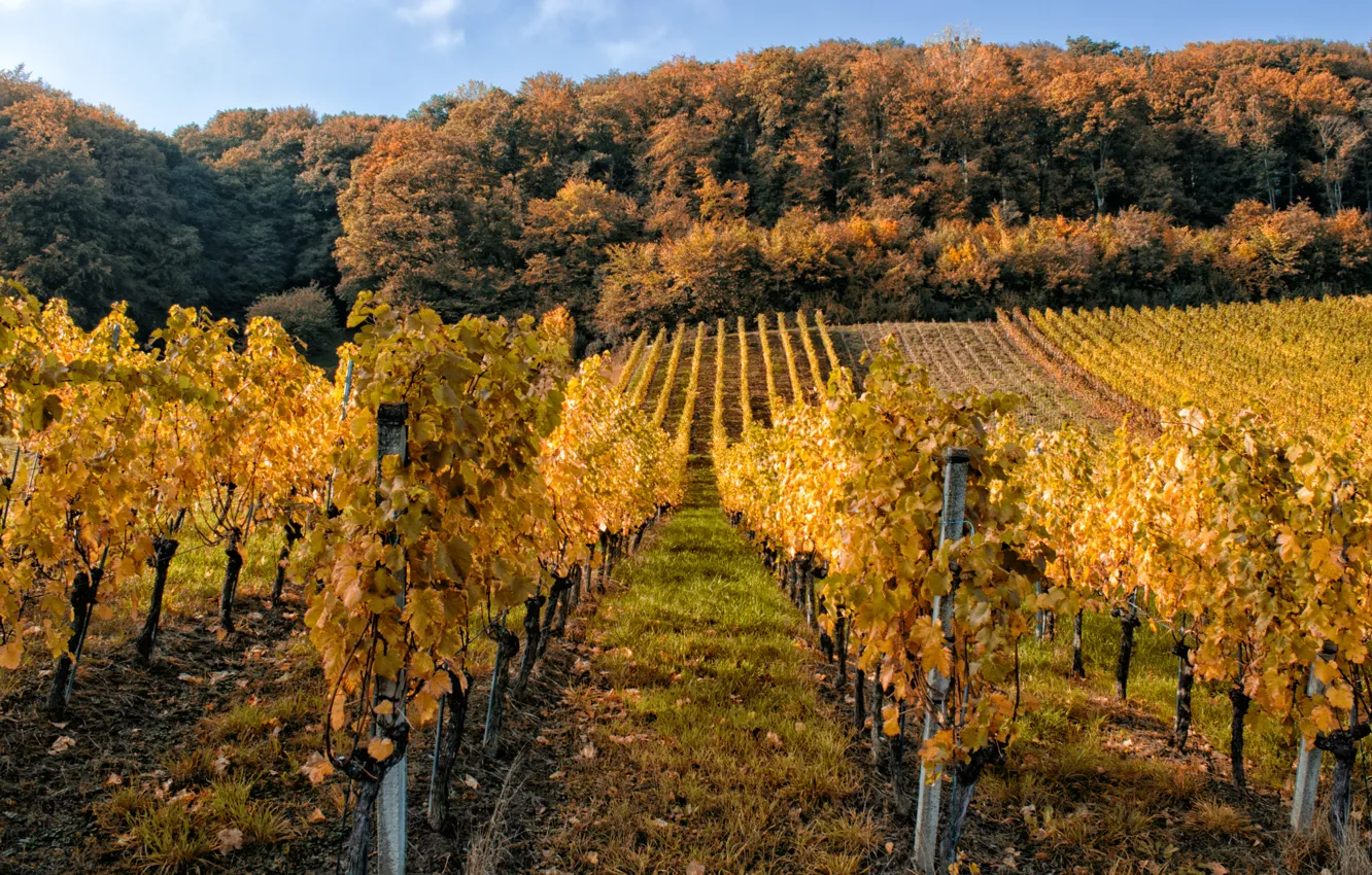 Photo wallpaper autumn, trees, trees, autumn