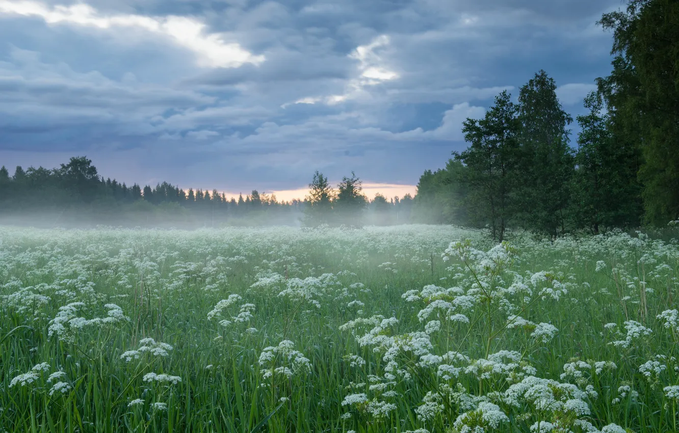 Photo wallpaper field, forest, the sky, grass, clouds, fog, the edge