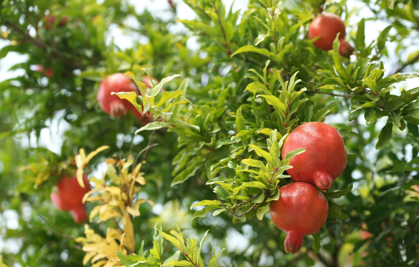 Photo wallpaper trees, nature, fruit, garnet
