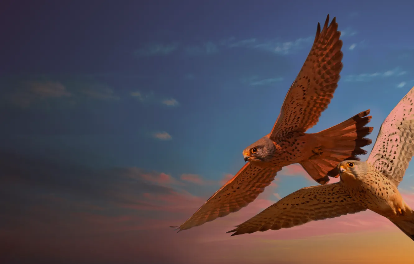 Photo wallpaper flight, birds, pair, Falcon, photoart, flying, two falcons