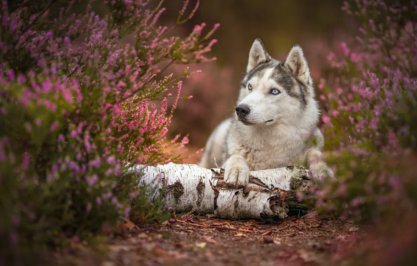 Photo wallpaper look, flowers, nature, glade, dog, lies, pink, log