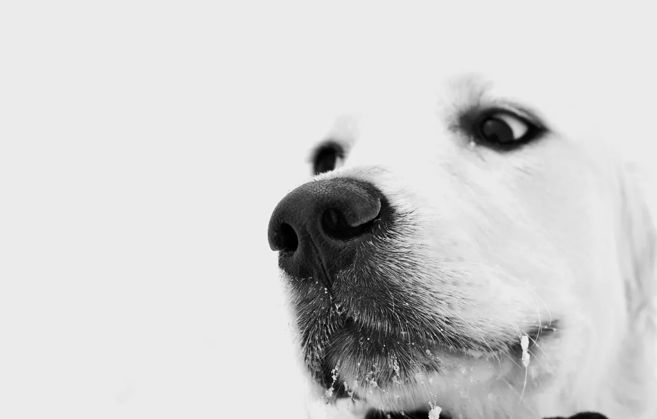 Photo wallpaper winter, white, eyes, look, dog, brooding, sad, the snow on his mustache