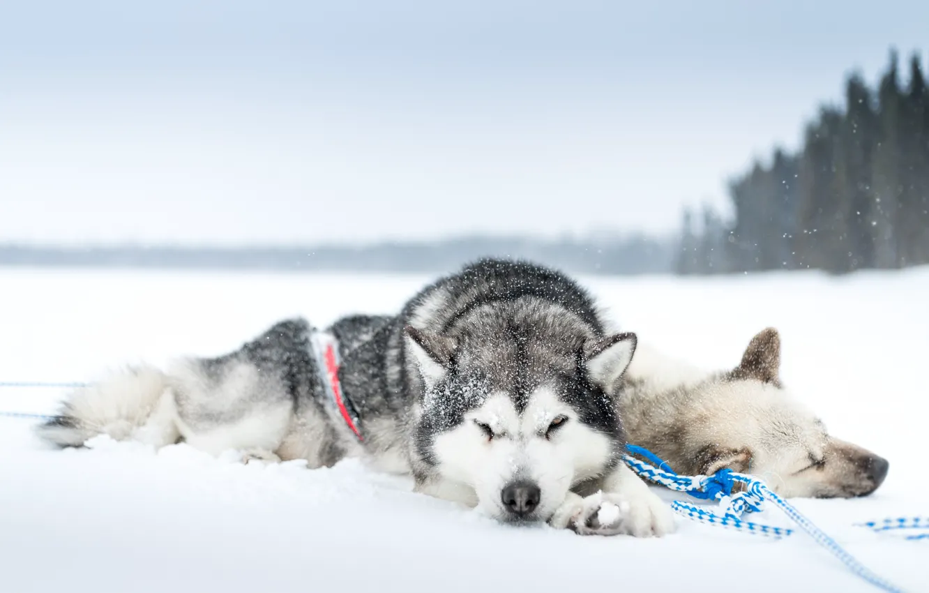 Photo wallpaper cold, dogs, snow