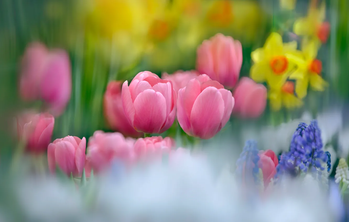Photo wallpaper blur, tulips, pink, buds